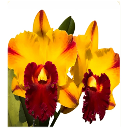 Fresh Flowers Spw-07 Rlc. Yingluck Smile Browny