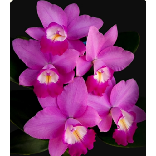 Fresh Flowers Spw-11 C. Warut Valentine