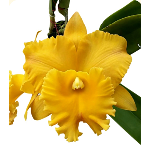 Fresh Flowers Stc-074 Rlc. Thongsupran Gold