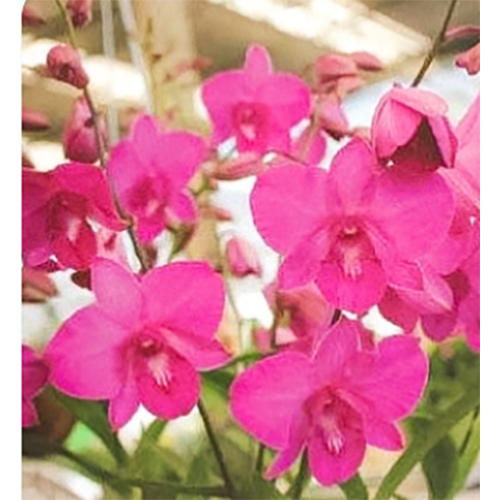 Fresh Flowers P0045 Den.Aiyara Pink