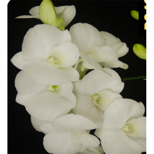 Fresh Flowers P0488 Den Airy White