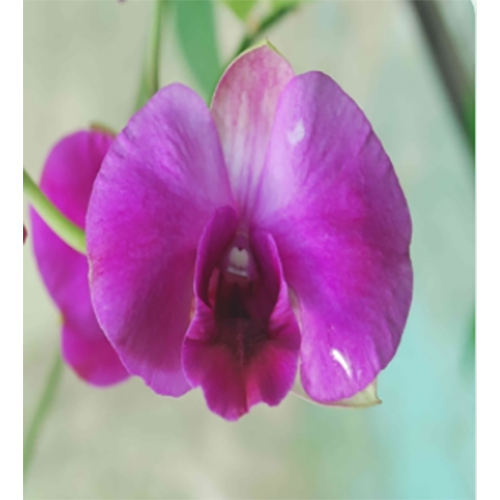 Pink P0603 Den. Parma Violet