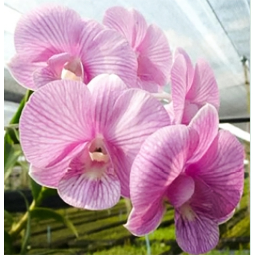 Fresh Flowers P0826 Den Linna Pink Stripe