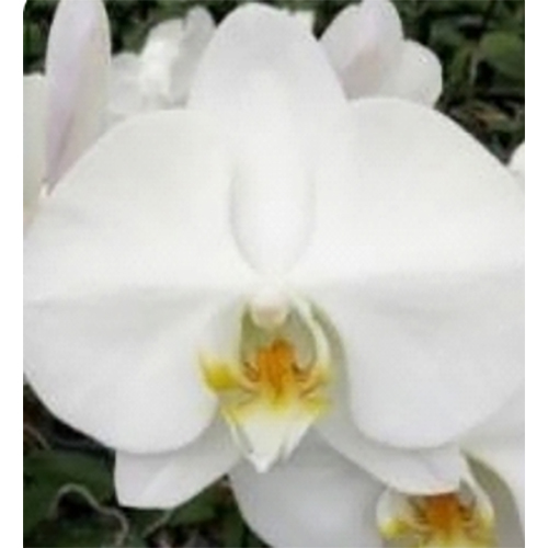 Sogo Yukidian V3 - Fresh White Flower Arrangement | Elegant Design, Ideal for Any Occasion