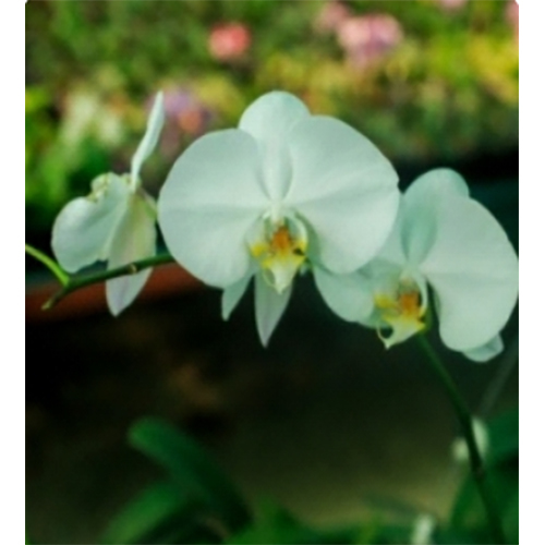 Fresh Flowers P1-91 Large White