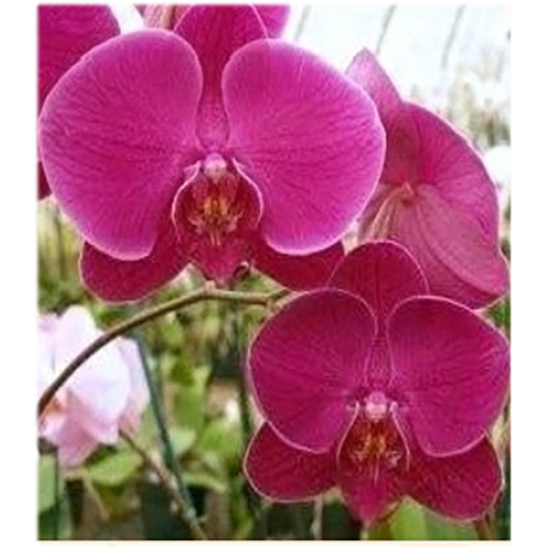Fresh Flowers P2-75 Phal Paradise Pink
