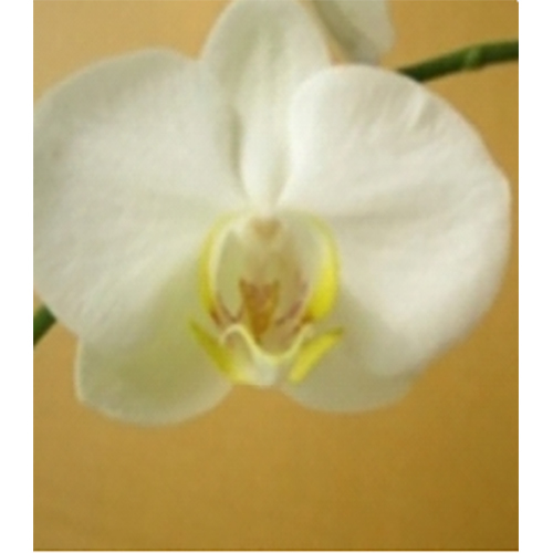 Fresh Flowers P4-121 Midi White