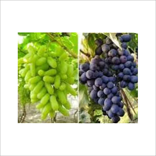 Black & Green Fresh Grapes