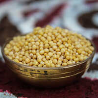 Bold Yellow Mustard Seeds Grade: Food Grade