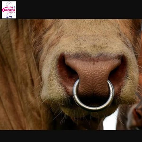 Stainless Steel Bull Nose Ring Ss - Color: Silver