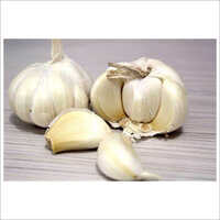 Fresh Garlic