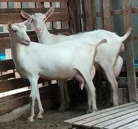 HEALTHY PREGNANT AND NON-PREGNANT BOER GOAT AVAILABLE
