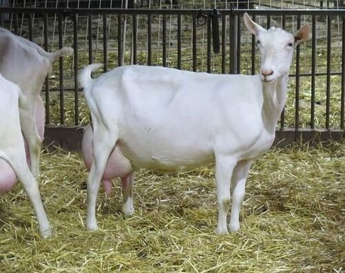 High Quality Live Stock Boer Goat Available For Sale At Low Price