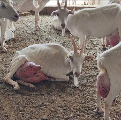 HEALTHY DAIRY PURE SAANEN GOATS/Saanen Goats/ FOR SALE