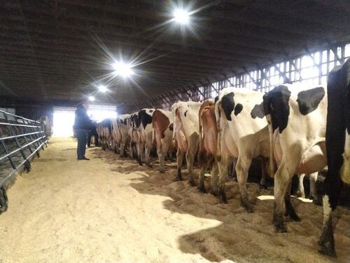 Holstein Friesian Cattle For Sale