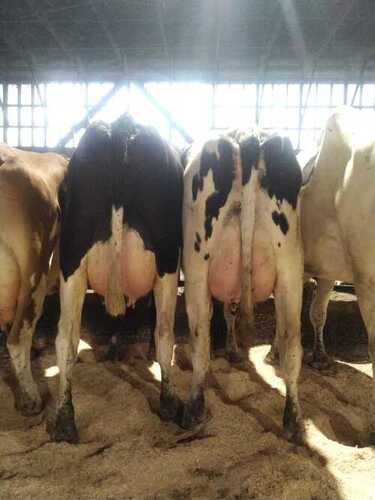 Holstein cows for sale