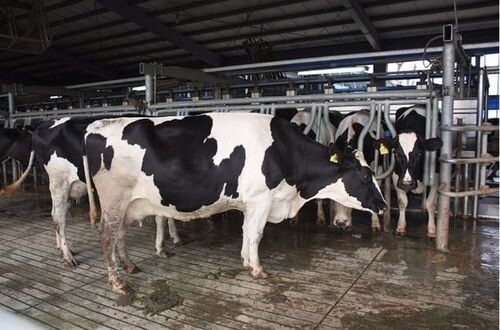 Holstein Heifers For Sale
