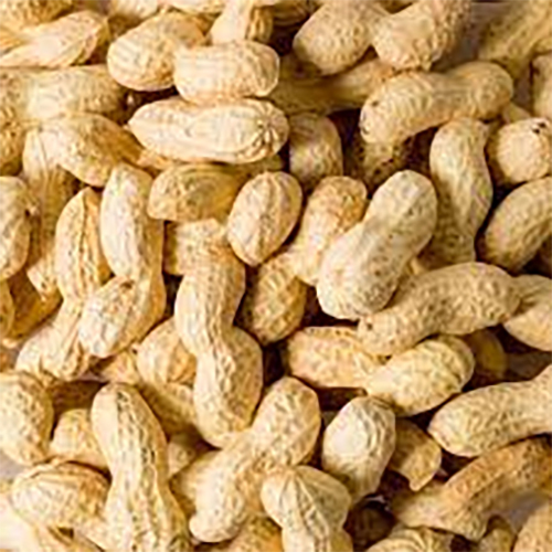 Brown Dried Peanuts