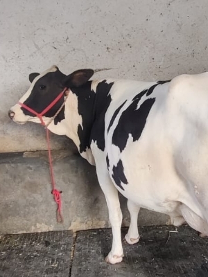 Best HF Cow Dairy Farm in Karnal