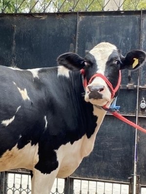 Best Dairy Farm In Karnal - Breed: Hf Jersey