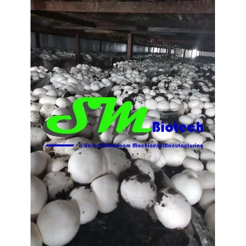 Mushroom Farming Consultancy Services By S M BIOTECH