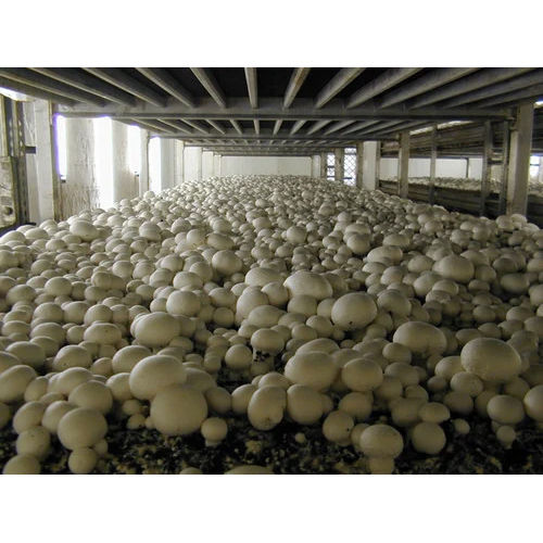 Mushroom Farming Services