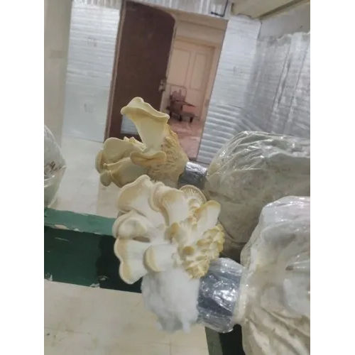 Button Mushroom Farming Consultancy Service