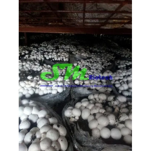 Button Mushroom Farming Consultancy Service