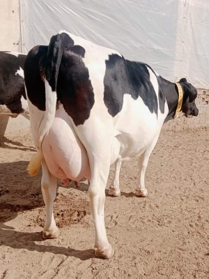 hf cows