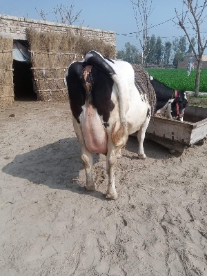 Livestock