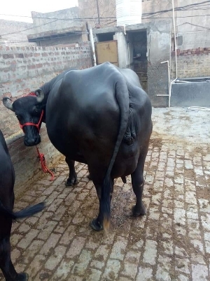 murrah buffalo