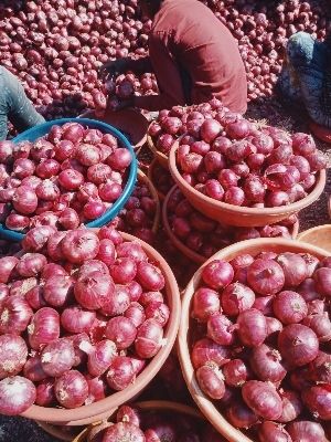 fresh red onion