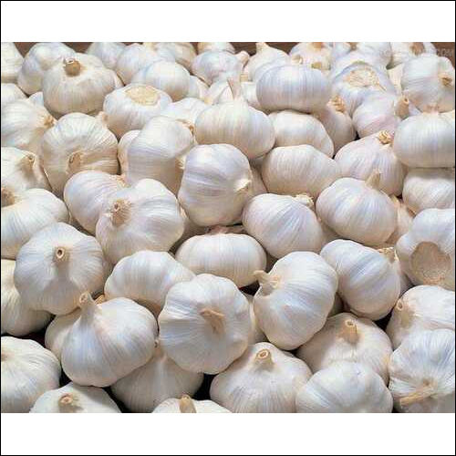 White Fresh Garlic