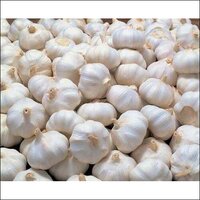 garlic fresh