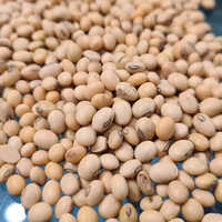 Non GMO Soybean Seeds