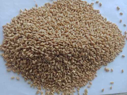 Organic Wheat