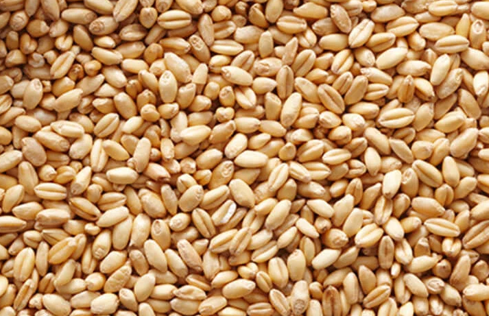 Organic Wheat