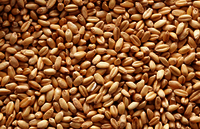 Organic Wheat