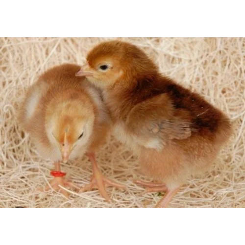 Rhode Island Red Rir Female Layer Chicks