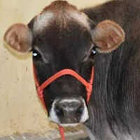 Cow Mohri Leash
