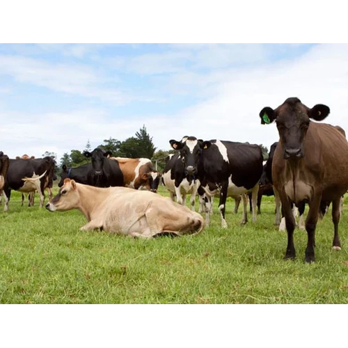 Dairy Farming And Processing Consultancy Services