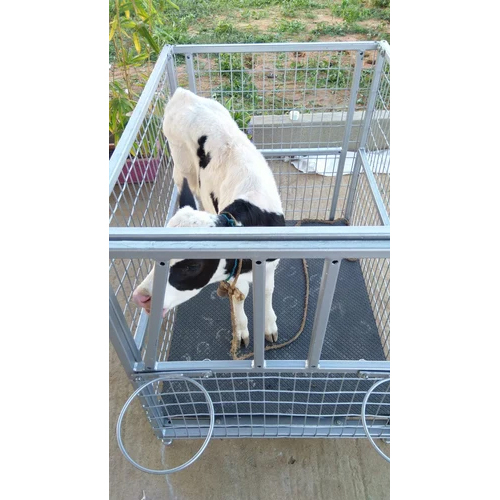 Dairy Calf Cage