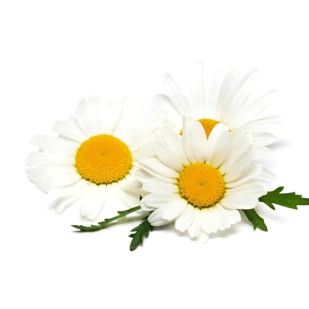 Chamomile Blue Essential Oil