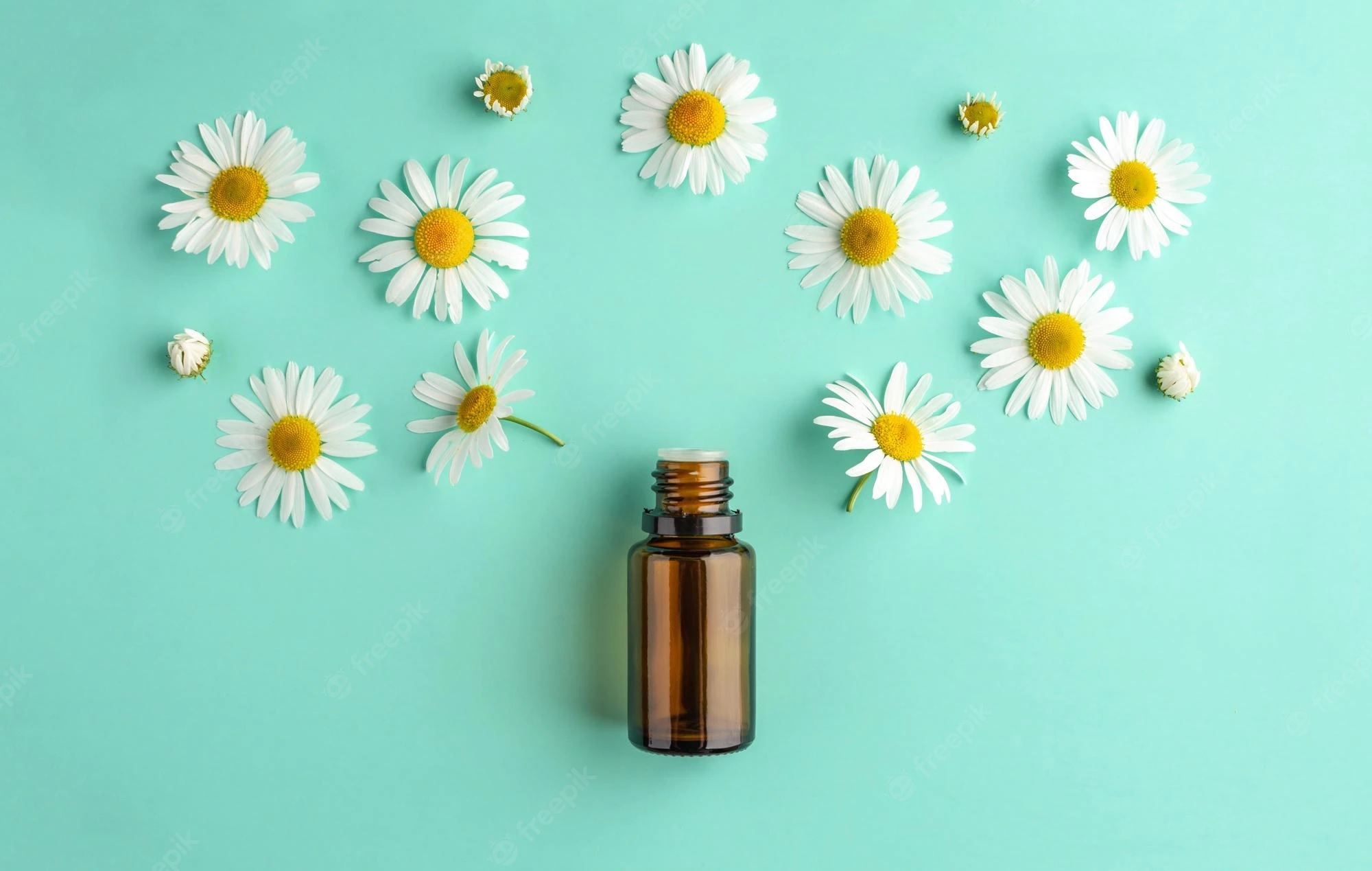 Chamomile Blue Essential Oil