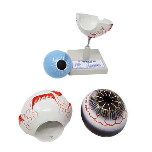 Eye Model On Stand Application: Industrial