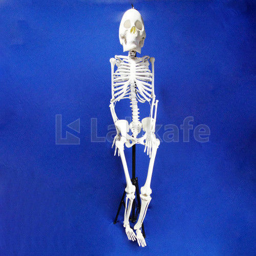 Human Skele ton Full Size (Fibre) Superior Quality