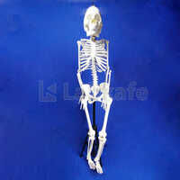 Human Skele ton Full Size (Fibre) Superior Quality