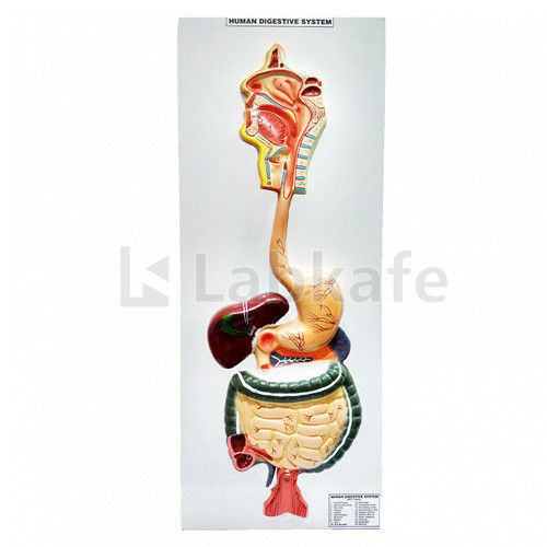 Human Digestive System