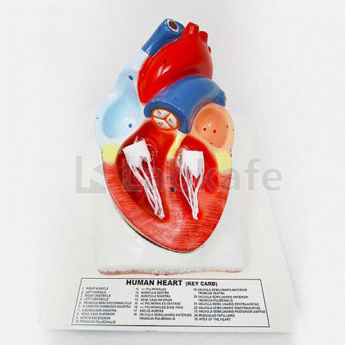 Human Heart Jumbo Human Heart On Base (4 Parts Dissectible)