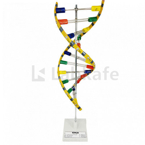 Dna Model On Stand